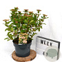 Viburnum tin. 'Eve Price' 40-50 cm 5,0L