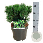 Pinus mugo 'Mumpitz' 25-30 cm
