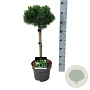 Pinus mugo 'Mumpitz' 40 cm stam 5,0L
