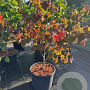 Cercis can. 'Forest Pansy' 80-100 cm 15L