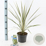 Cordyline aus. 'Torbay Dazzler' 30-40 cm 3,0L