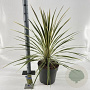 Cordyline aus. 'Torbay Dazzler' 70-80 cm 12L