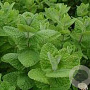 Mentha rot. 'Apple Mint' GM  P11