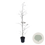 Carpinus betulus 125-150 cm 4,5L