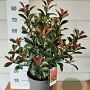 Photinia fraseri Carré Rouge 60-80 cm 10L
