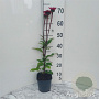 Echinacea p. 'Fatal Attraction' GM 2,0L