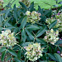 Helleborus argutif. 'Green Dwarf' GM  P11