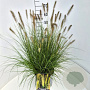 Pennisetum al. 'Hameln' 60-70 cm 10L