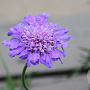 Scabiosa col. 'Pincushion Blue' GM  P11