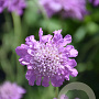 Scabiosa col. 'Pincushion Pink' GM  P11