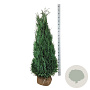 Chamaecyparis l. 'Columnaris' 140-160 cm met kluit extra
