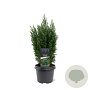 Chamaecyparis l. 'Ellwoodii' 30-40 cm 3,0L