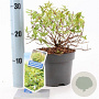 Abelia grandifl. Happy Daydream 25-30 cm 2,0L