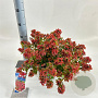 Abelia grandifl. Mystic Daydream 25-30 cm 3,0L