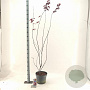 Acer pal. 'Red Emperor' 80-100 cm 10L