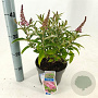 Buddleja d. B. Candy Little Pink 30-35 cm 3,0L