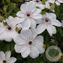 Clematis White Pearl GM C1.3