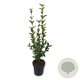 Ligustrum ovalifolium 60-80 cm 2,5L