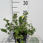Potentilla f. 'Primrose Beauty' GM C1.3