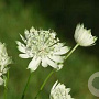 Astrantia maj. 'Superstar' GM 2,0L