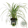 Calamagrostis acut. 'Karl Foerster' GM C5