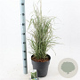 Calamagrostis acut. 'Overdam' 60-70 cm 6,5L