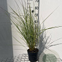 Calamagrostis acut. 'Overdam' GM 2,0L