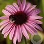 Echinacea p. 'Augustkönigin' GM 2,0L