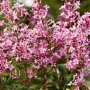 Syringa meyeri  'Pink Parfume' 50-60 cm 5,0L