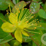 Hypericum i. 'Autumn Blaze' GM C1.3