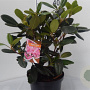 Rhododendron (Y) 'Blurettia' 30-40 cm 5,0L