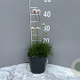 Armeria mar. 'Alba' GM 2,0L