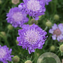 Scabiosa col. 'Mariposa Blue' GM 2,0L
