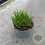 Rhodohypoxis milloides 'Paula' 10-15 cm P13