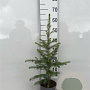 Picea abies 40-60 cm 2,0L