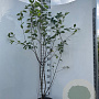 Amelanchier lamarckii 175-200 cm 7,5L