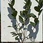 Aronia melanocarpa 50-60 cm 3,0L