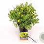 Potentilla f. 'Kobold' 25-30 cm 3,0L