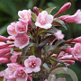 Weigela florida 40-50 cm 3,0L