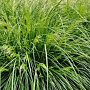 Deschampsia cesp. 'Palava' 25-30 cm 2,5L
