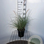 Miscanthus sin. 'Adagio' 30-40 cm 2,5L