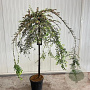 Cotoneaster apiculatus 'Blackburn' 120 cm stam 12L 2jr.kroon