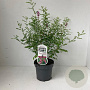 Indigofera heterantha 30-40 cm 2,0L