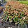 Photinia fraseri 'Red Robin' 60-70 cm 5,0L