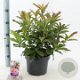 Rhododendron (AK) 'Berryrose' 30-40 cm 5,0L