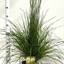 Deschampsia cesp. 'Goldschleier' gm 4,0L