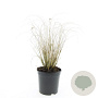 Pennisetum al. 'Hameln' GM 1.5