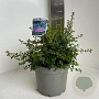 Ceanothus 'Blue Mound' 30-40 cm 5,0L