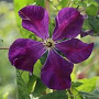 Clematis 'Blue Belle' 80 cm rozenpot 2L
