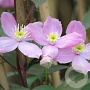 Clematis 'Fragrant Spring' 80 cm rozenpot 2L